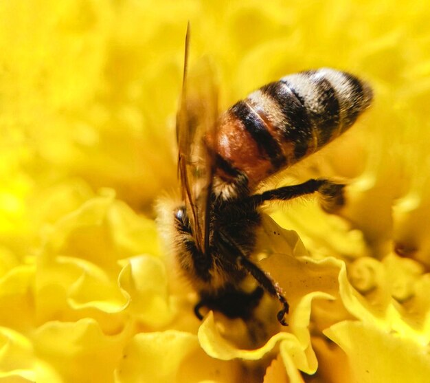 Close-up of bee pollinating on yellow flower