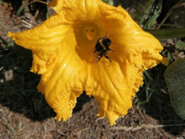 Close-up of bee pollinating on yellow flower