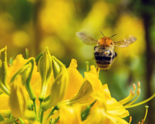 Close-up of bee pollinating on yellow flower