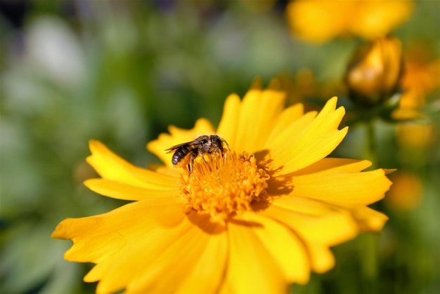 Photo close-up of bee pollinating on yellow flower