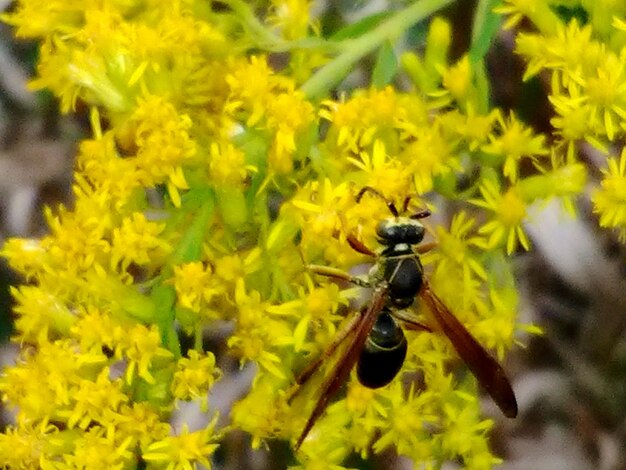 Close-up of bee pollinating on yellow flower