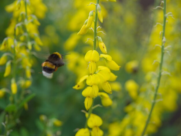 Close-up of bee pollinating on yellow flower