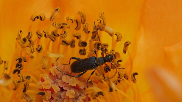 Close-up of bee pollinating on yellow flower