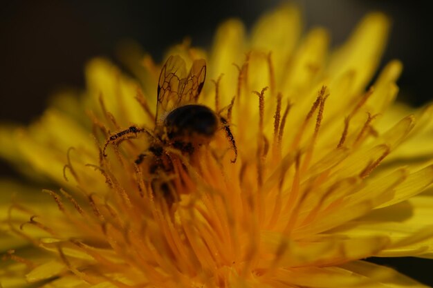 Close-up of bee pollinating on yellow flower