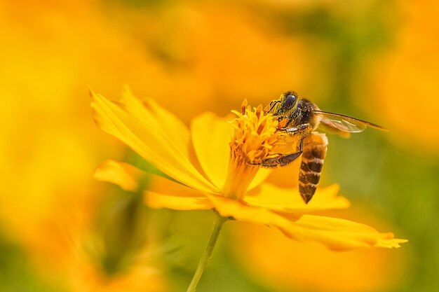 Close-up of bee pollinating on yellow flower