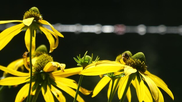 黄色い花の授粉をしているミツバチのクローズアップ