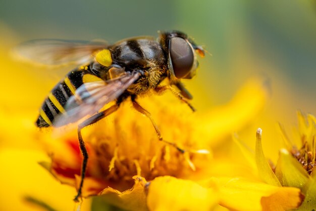 Close-up of bee pollinating on yellow flower