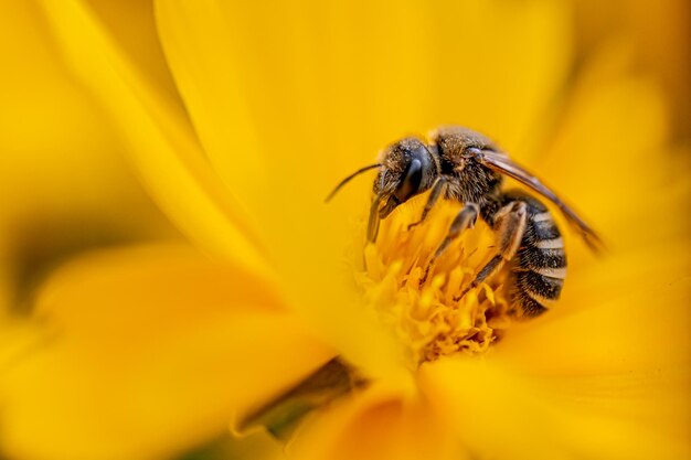 Close-up of bee pollinating on yellow flower