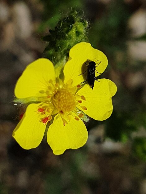 Close-up of bee pollinating on yellow flower