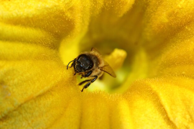 Close-up of bee pollinating on yellow flower