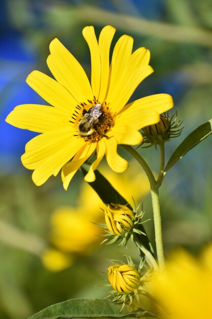 Close-up of bee pollinating on yellow flower