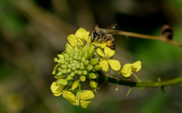 Foto close-up di un'ape che impollina un fiore giallo