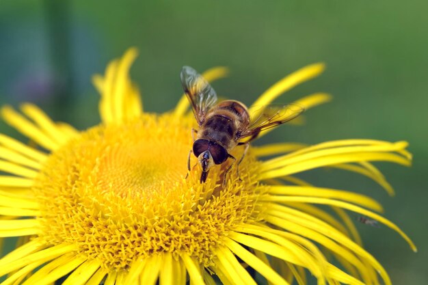 Close-up of bee pollinating on yellow flower