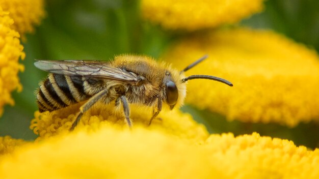 Close-up of bee pollinating on yellow flower