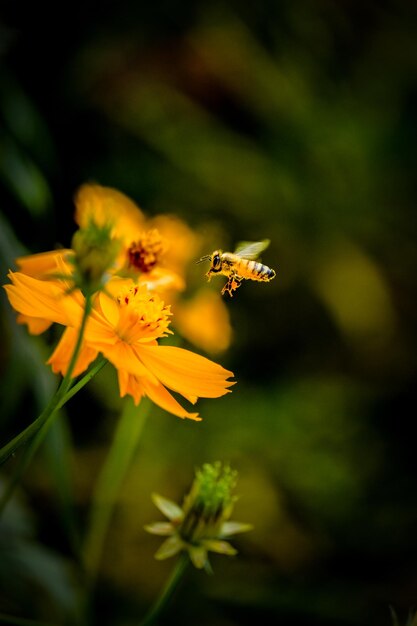 Close-up of bee pollinating on yellow flower