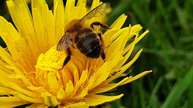 Close-up of bee pollinating on yellow flower