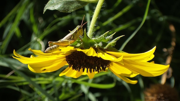 Close-up of bee pollinating on yellow flower