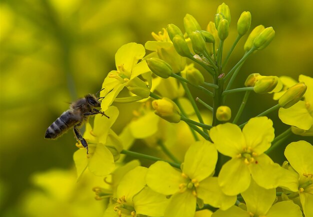 Close-up of bee pollinating on yellow flower