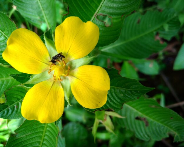 Close-up of bee pollinating on yellow flower