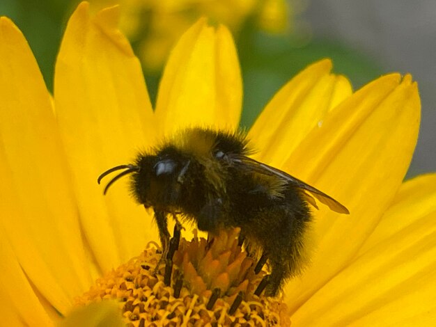 Close-up of bee pollinating on yellow flower