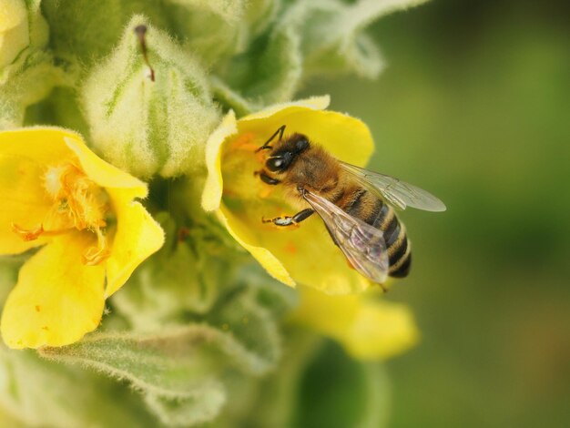 Close-up of bee pollinating on yellow flower