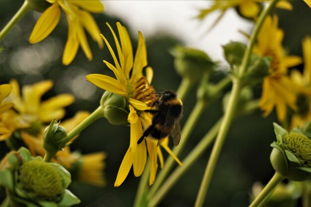 Photo close-up of bee pollinating on yellow flower