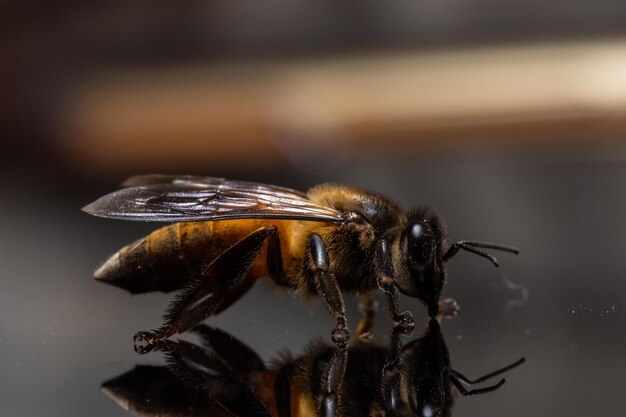 Photo close-up of bee pollinating