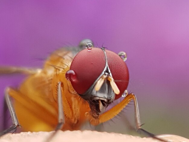 Photo close-up of bee pollinating