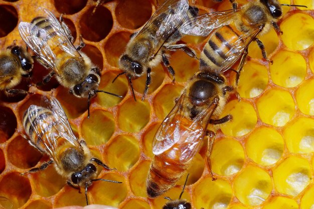 Close-up of bee pollinating