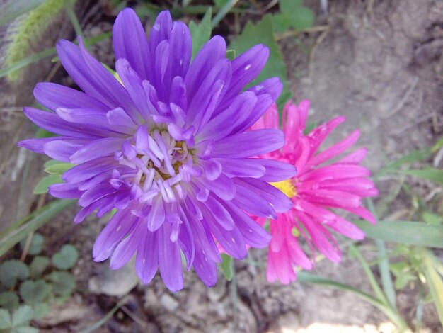 Close-up of bee on purple flower