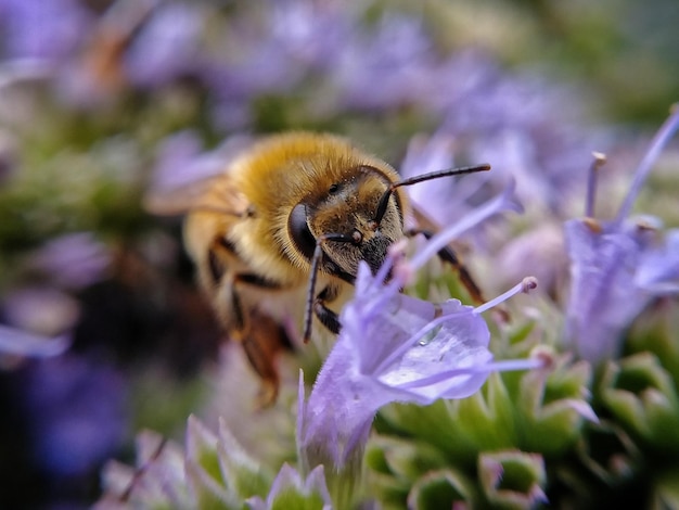 Foto close-up di un'ape su un fiore viola