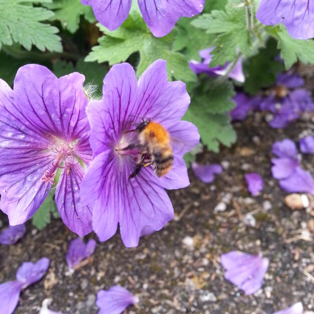 Close-up of bee on purple flower