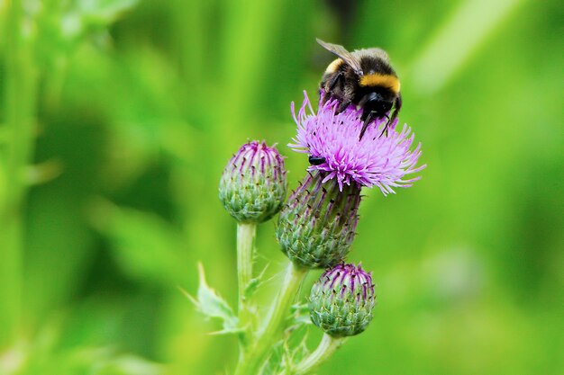 Close-up of bee on purple flower