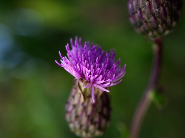 Close-up of bee on purple flower