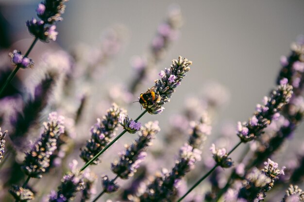 Photo close-up of bee on purple flower