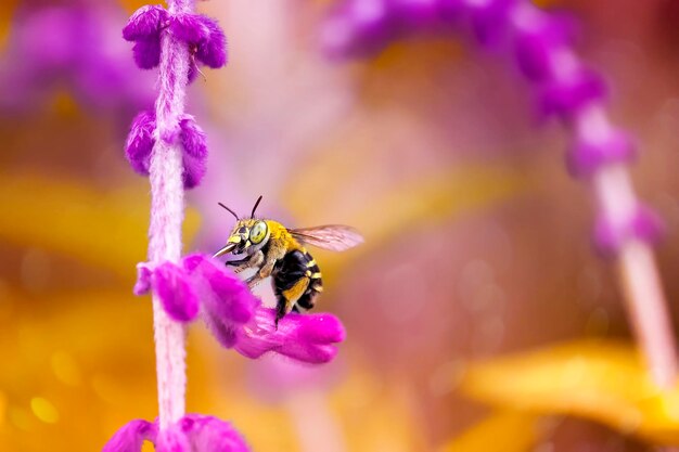 Close-up of bee on purple flower