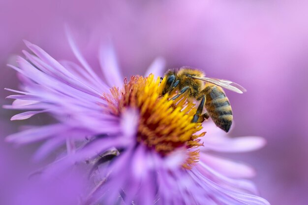 Close-up of bee on purple flower