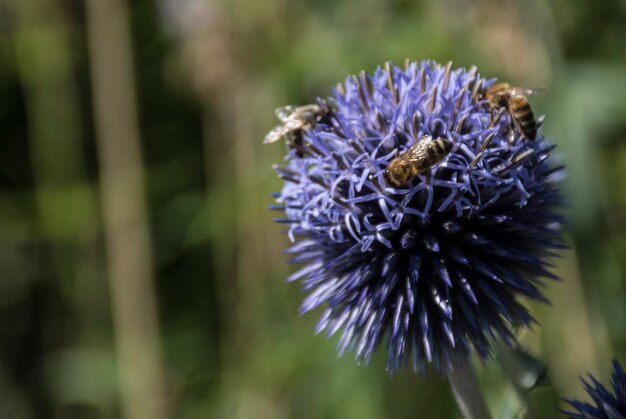 Foto close-up di un'ape su un fiore viola