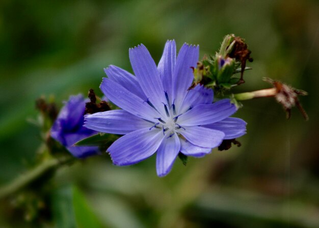 Close-up of bee on purple flower