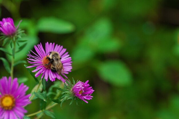 Close-up of bee on purple flower