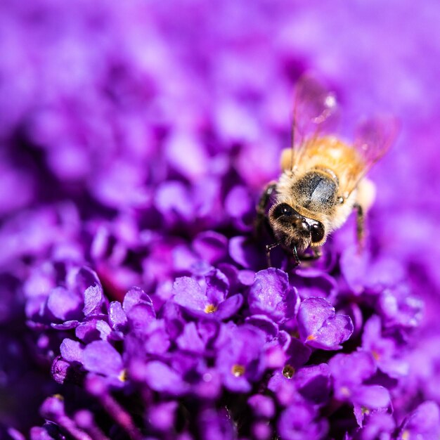 Close-up of bee on purple flower