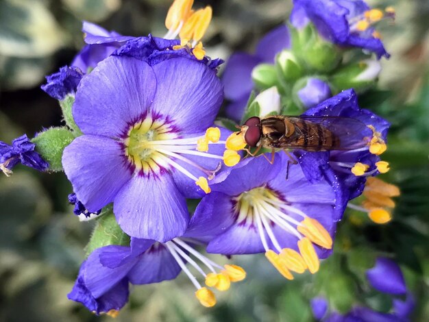 Close-up of bee on purple flower