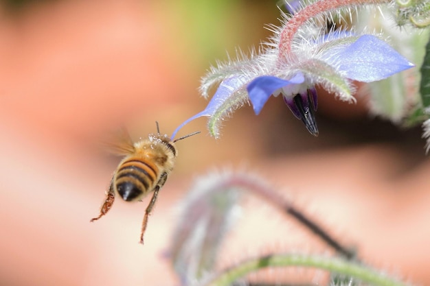 Foto close-up di un'ape su un fiore viola