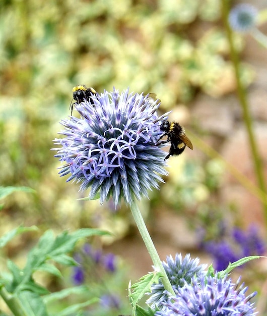 Photo close-up of bee on purple flower