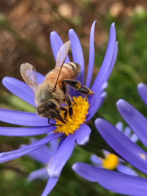 Photo close-up of bee on purple flower