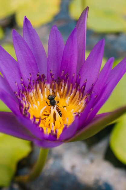 Close-up of bee on purple flower