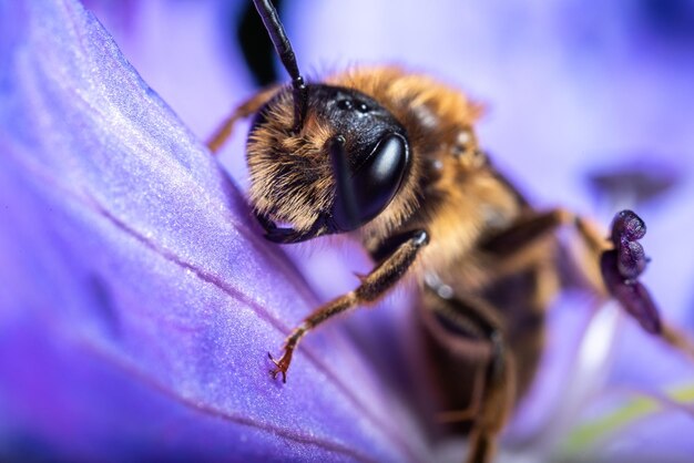 Close-up of bee on purple flower