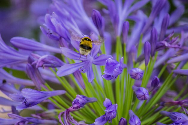 Close-up of bee on purple flower