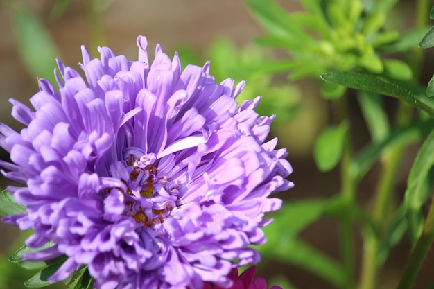 Close-up of bee on purple flower