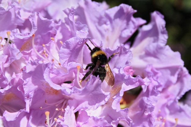 Close-up of bee on purple flower